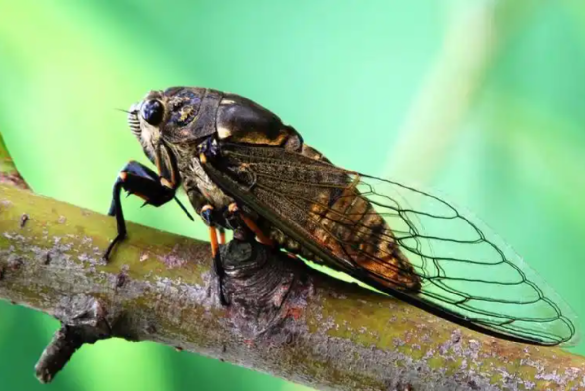 鄉(xiāng)村蟬趣